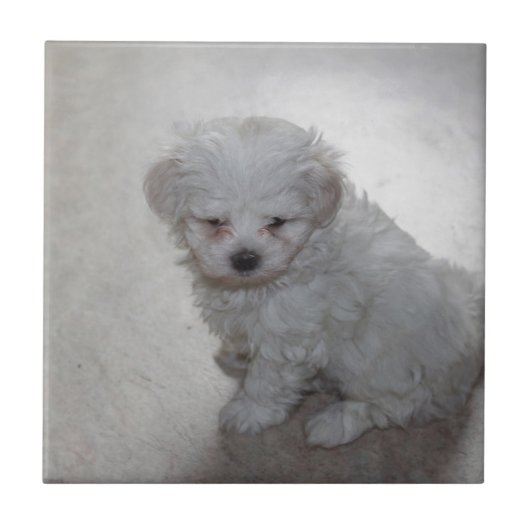 Maltezer Puppy (9 Maanden Oud) Tegeltje (Voorkant)