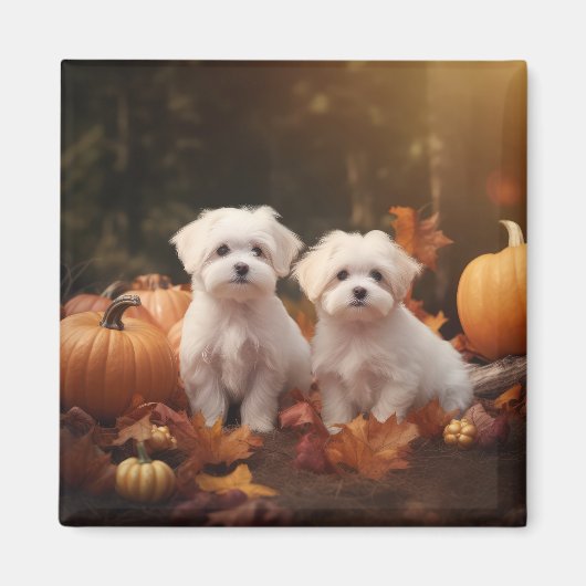 Maltezer Puppy Herfstpracht Pompoen Magneet (Voorkant)