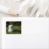 Maltezer puppy in gras etiket (Insitu)