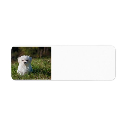 Maltezer puppy in gras etiket (Voorkant)