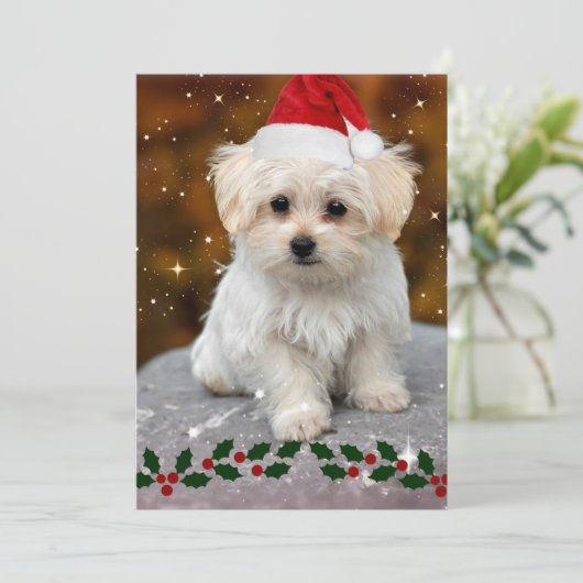 Maltezer Puppy met Kerstmis Kaart (Staand voorkant)