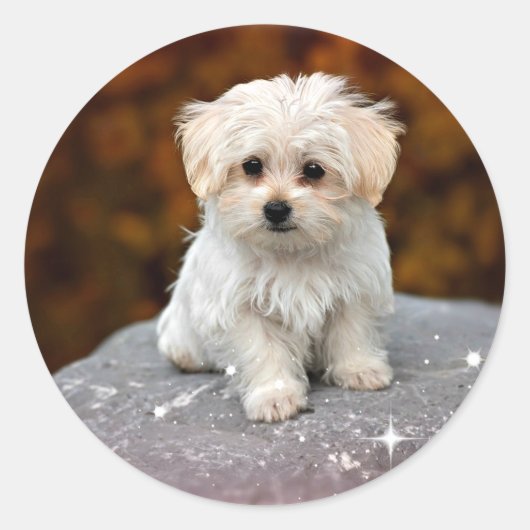 Maltezer puppy...schattig ronde sticker (Voorkant)