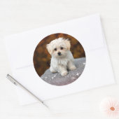 Maltezer puppy...schattig ronde sticker (Envelop)