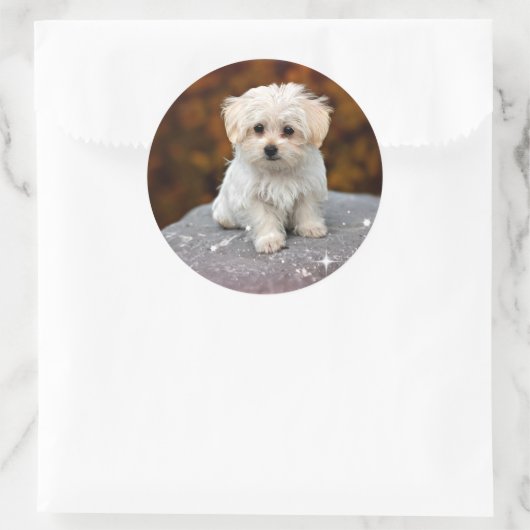 Maltezer puppy...schattig ronde sticker (Tas)