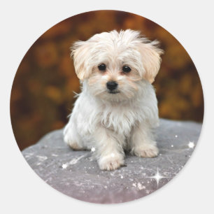 Maltezer puppy...schattig ronde sticker