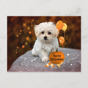 Maltezer Puppy viert Halloween Briefkaart