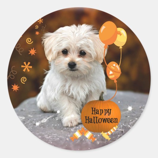 Maltezer Puppy viert Halloween Ronde Sticker (Voorkant)