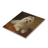 Maltezer Tegeltje (Zijkant)