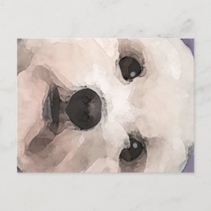 Maltipoo Briefkaart
