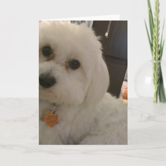 Maltipoo Card Kaart (Voorkant)