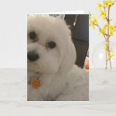 Maltipoo Card Kaart (Gele Bloem)