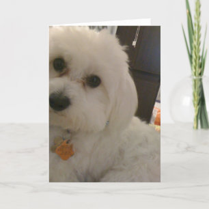 Maltipoo Card Kaart