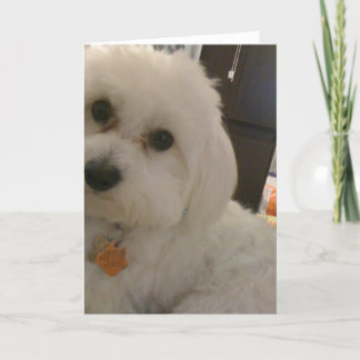 Maltipoo Card Kaart