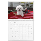 Maltipoo Maltese puppy Calendar Kalender (Mar 2026)
