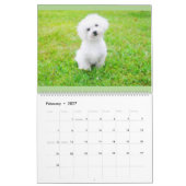 Maltipoo Maltese puppy Calendar Kalender (Feb 2027)