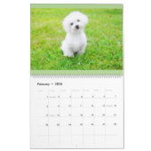 Maltipoo Maltese puppy Calendar Kalender (Feb 2026)
