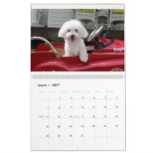 Maltipoo Maltese puppy Calendar Kalender (Mar 2027)