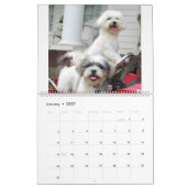 Maltipoo Maltese puppy Calendar Kalender (Jan 2027)