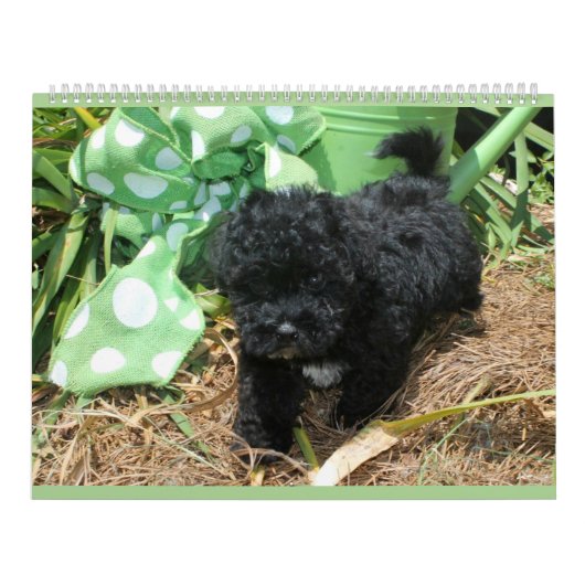 Maltipoo Maltese puppy Calendar Kalender (Hoes)