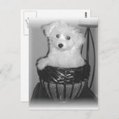 MaltiPoo Producten Briefkaart (Voorkant / Achterkant)