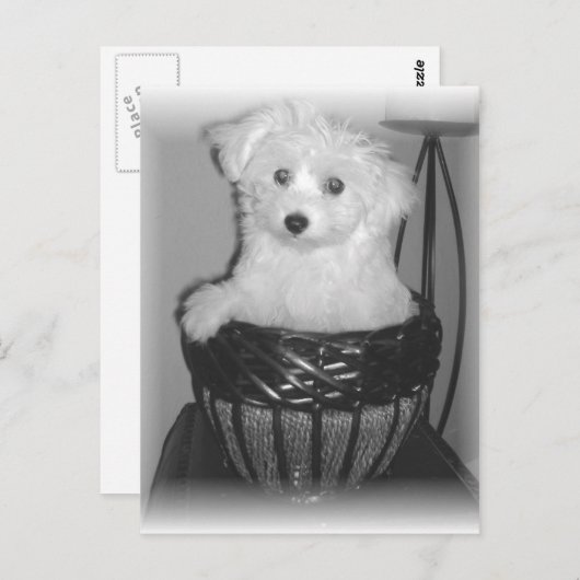 MaltiPoo Producten Briefkaart (Voorkant / Achterkant)