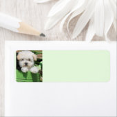 Maltipoo Puppy Retour Verzendlabels Etiket (Insitu)
