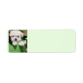 Maltipoo Puppy Retour Verzendlabels Etiket (Voorkant)