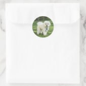 Maltipoo Sticker (Tas)