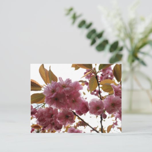 Malus Brandywine Crabapple Blossom Briefkaart (Staand voorkant)