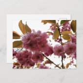 Malus Brandywine Crabapple Blossom Briefkaart (Voorkant / Achterkant)