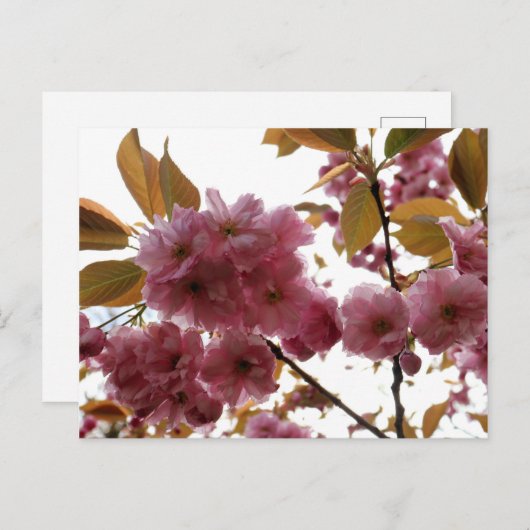 Malus Brandywine Crabapple Blossom Briefkaart (Voorkant / Achterkant)