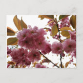 Malus Brandywine Crabapple Blossom Briefkaart (Voorkant)