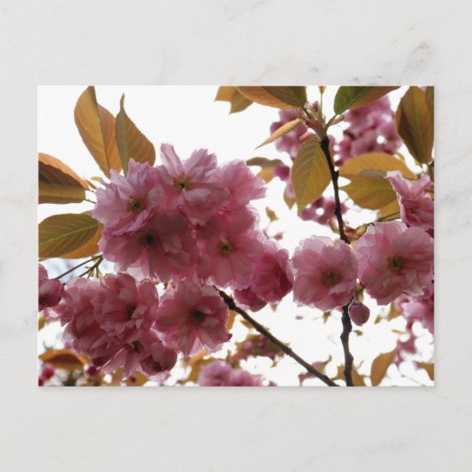 Malus Brandywine Crabapple Blossom Briefkaart (Voorkant)