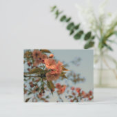 Malus Brandywine Crabapple Blossom Briefkaart (Staand voorkant)