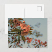 Malus Brandywine Crabapple Blossom Briefkaart (Voorkant / Achterkant)