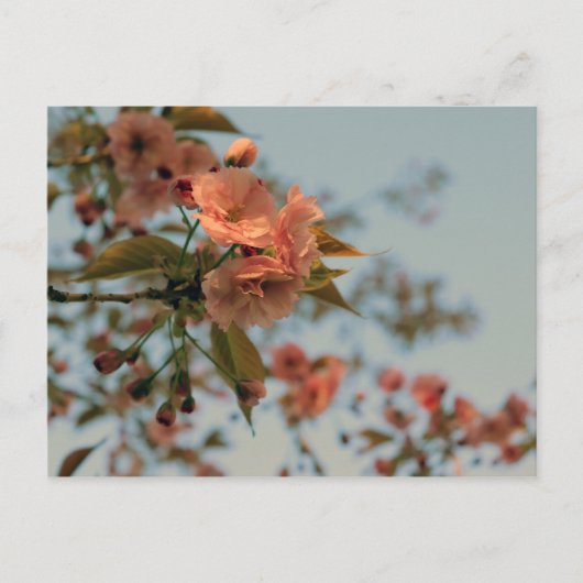 Malus Brandywine Crabapple Blossom Briefkaart (Voorkant)