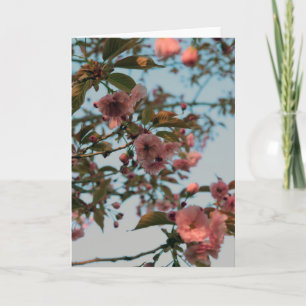 Malus Brandywine Crabapple Blossom Kaart
