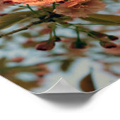 Malus Brandywine Crabapple Tree Spring Pink Bloom Poster (Hoek)