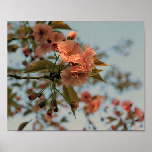Malus Brandywine Crabapple Tree Spring Pink Bloom Poster (Voorkant)
