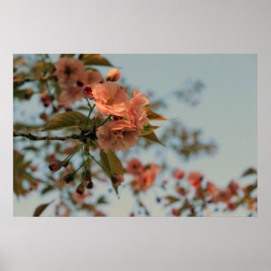 Malus Brandywine Crabapple Tree Spring Pink Bloom Poster