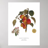 Malus domestica poster (Voorkant)
