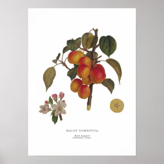 Malus domestica poster (Voorkant)