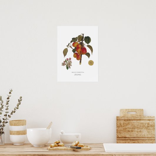 Malus domestica poster (Keuken)