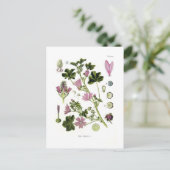 Malva silvestris briefkaart (Staand voorkant)
