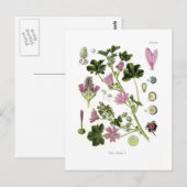 Malva silvestris briefkaart (Voorkant / Achterkant)