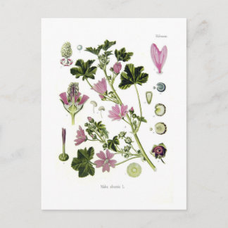 Malva silvestris briefkaart
