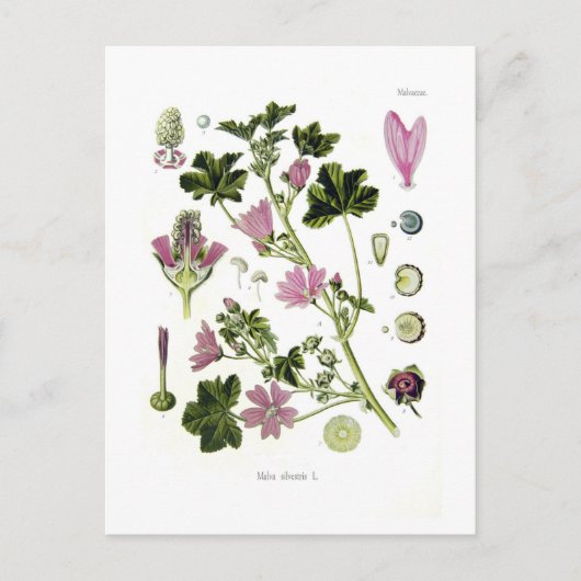 Malva silvestris briefkaart (Voorkant)