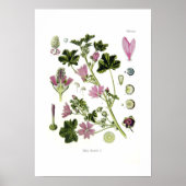 Malva silvestris poster (Voorkant)