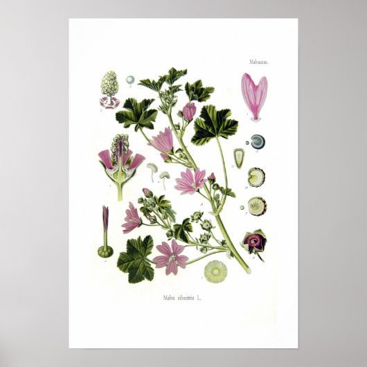Malva silvestris poster (Voorkant)
