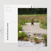 Mam!! Brooks Falls Alaska Briefkaart (Voorkant / Achterkant)